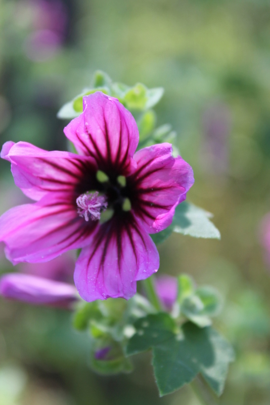 Campi Flegrei - Malva sylvestris, M. multiflora, M. arborea